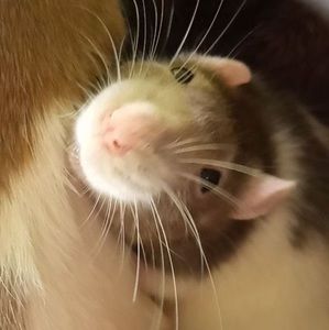 Meet your Posher, Maya